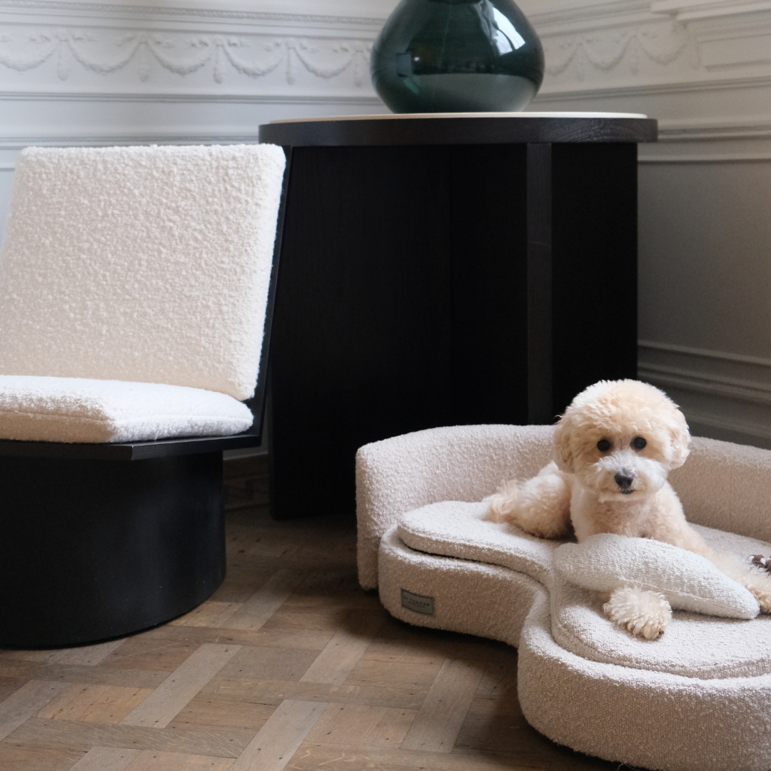 Dog boucle sofa