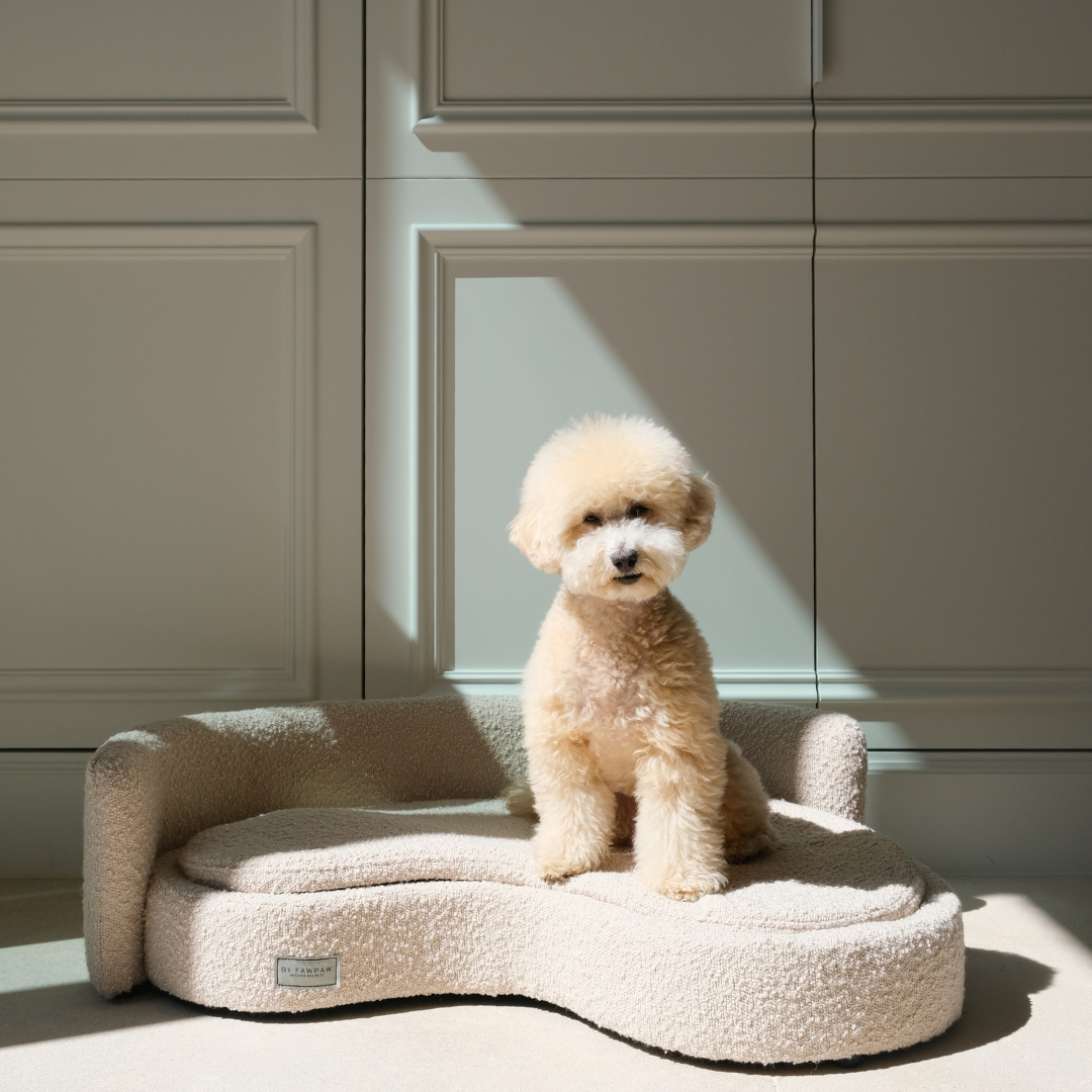 Dog boucle sofa