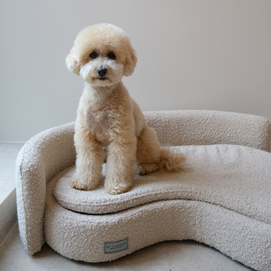 Dog boucle sofa