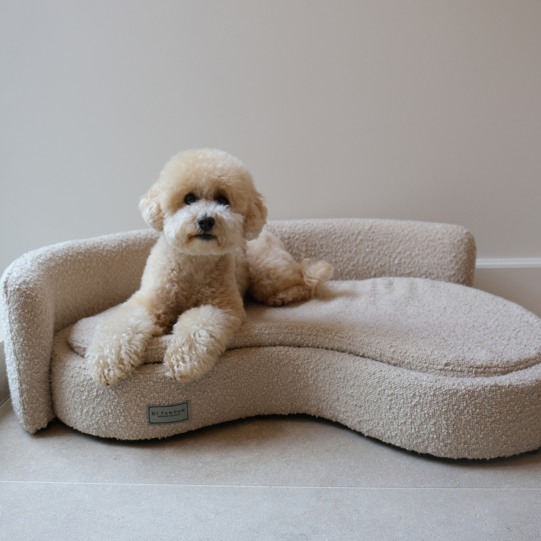 Dog boucle sofa